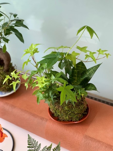 苔玉